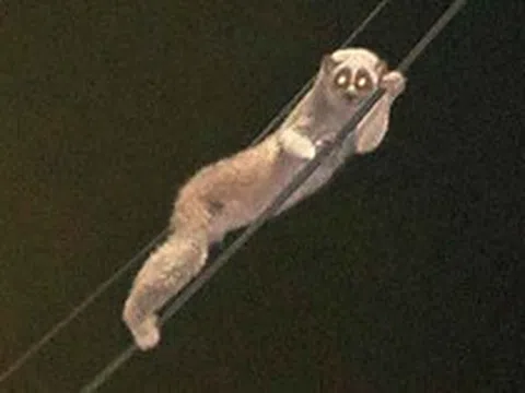 Sinh vật mắt to lặng lẽ đu dây điện giữa đêm, chuyên gia xác nhận: Loài quý hiếm được bảo vệ nghiêm ngặt