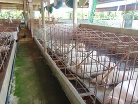 Giá heo hơi hôm nay, 25-4: Chợ đầu mối có giá mới