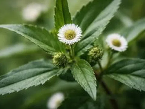 Loại cây chống rụng tóc, kích thích mọc tóc cực đỉnh, giảm cả mỡ máu: Mọc dại đầy Việt Nam