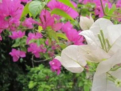 Lời khuyên chân thành đến những gia đình đang trồng cây hoa giấy