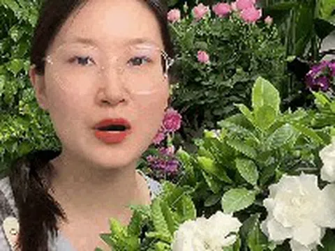 Mua bạch thiên hương về trồng cứ rụng nụ, héo lá: Cẩm nang chăm cây "đỉnh cao" cho người mới, áp dụng là hoa nở thơm ngát cả ban công