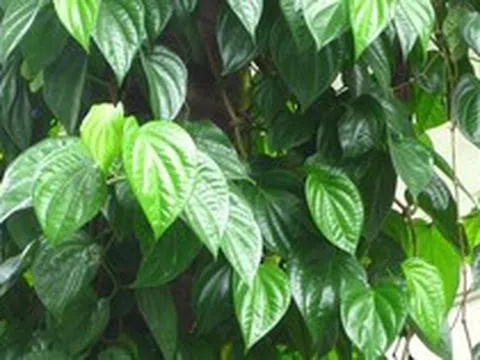 Lời khuyên đến những gia đình đang trồng cây trầu không