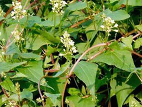 Loại cây chống rụng tóc cực đỉnh, dưỡng tóc đen mượt, đặc biệt tốt cho nam giới: Mọc dại đầy Việt Nam