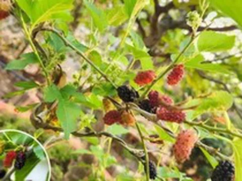 Lời khuyên dành cho những gia đình đang trồng cây dâu tằm