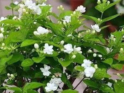 Lời khuyên dành cho những gia đình đang trồng hoa nhài