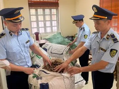 Chủ lô hàng "xác ve sầu không chứng minh được nguồn gốc" có bị xử phạt?