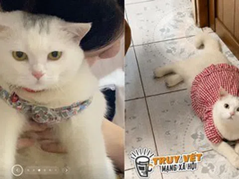 Công an bắt người phụ nữ trộm mèo cảnh ở TPHCM