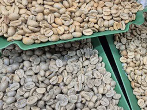 Giá cà phê hôm nay 14-5: Robusta tăng mạnh