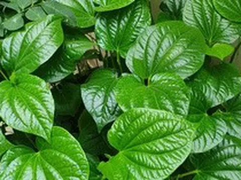 4 lý do nên trồng lá lốt trong nhà