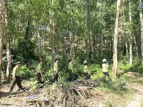 Gia Lai “gom” 29 ban quản lý rừng phòng hộ về một đầu mối