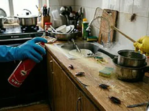 Lời khuyên đến những gia đình đang phải “sống chung” với… gián