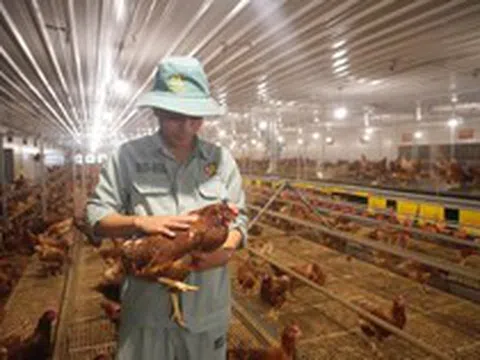 “Cỗ máy” sản xuất 300 triệu quả trứng/năm, có cả trứng nhân sâm của chủ tịch Nguyễn Như So: Nuôi 1 triệu con gà, vận hành bằng robot Đức