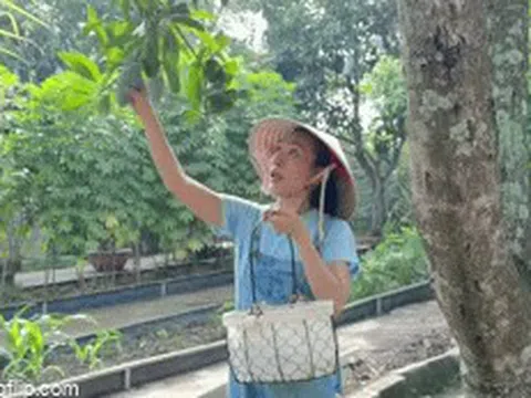 Mỹ Tâm thu hoạch xoài trong biệt thự nhà vườn, Cục trưởng Xuân Bắc nhiều tâm tư
