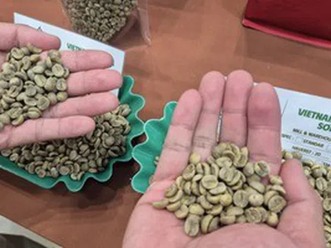 Giá cà phê hôm nay 24-5: Giải mã vùng trồng Arabica lớn nhất Việt Nam