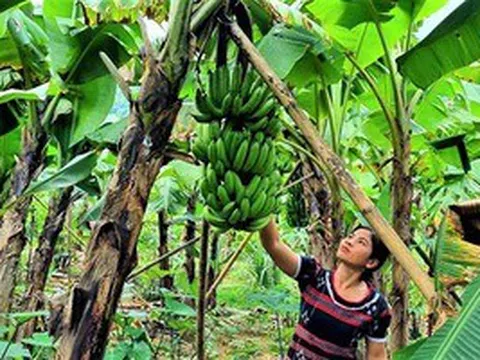 "Cứu" ngành chuối khỏi căn bệnh gây thất thoát hàng triệu USD mỗi năm