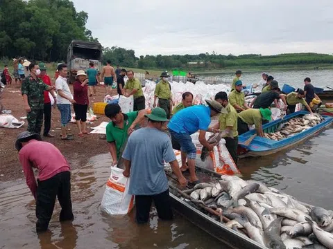 Hơn 200 tấn cá chết trắng hồ Trị An sau mưa lớn, người dân chung tay thu mua “giải cứu”