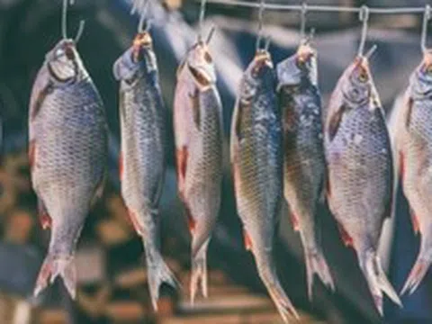 4 loại cá làm tăng nguy cơ mắc ung thư nếu lạm dụng: Thích tới mấy cũng phải hạn chế