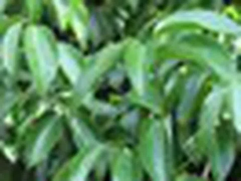 Một loại cây thân gỗ Việt Nam trồng rất nhiều nhưng thế giới lại quý hiếm: Vừa mang về hơn 89 triệu USD, giá hơn 2.500 USD/tấn