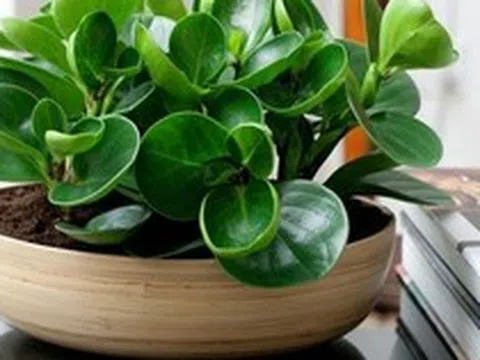 4 lời khuyên dành cho các gia đình đang trồng cây trường sinh