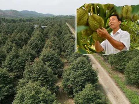 Nỗi sầu dai dẳng của ngành hàng sầu riêng