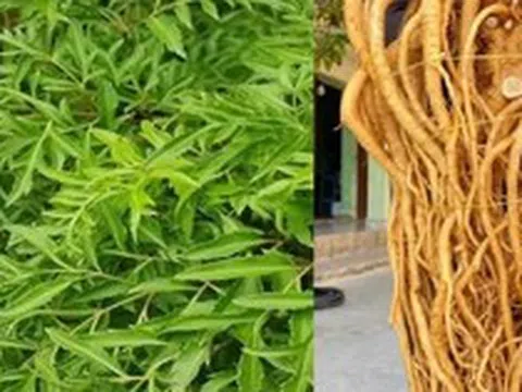 Công dụng của cây đinh lăng