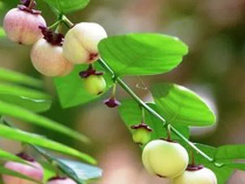 Công dụng của rau ngót