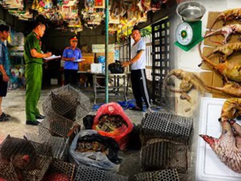 Thực nghiệm điều tra vụ vận chuyển vảy tê tê, động vật hoang dã trái phép tại Đà Nẵng