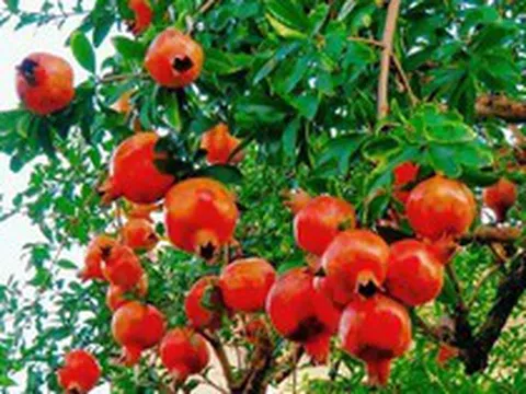 Vì sao người xưa thường trồng cây lựu trong sân nhà?