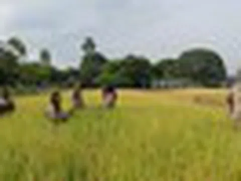 Một quốc gia châu Á mang công nghệ lúa gạo đến châu Phi, 10 năm sau thu kết quả bất ngờ