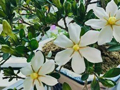 4 loại cây "đại cát", rất nên trồng trong nhà