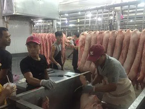 Giá heo hơi hôm nay, 16-6: Chợ đầu mối quay đầu giảm