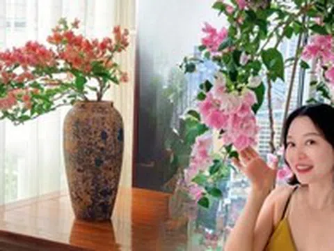 Lời khuyên cho người muốn trồng hoa giấy bonsai trong nhà