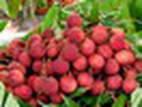 1.500 xe tải vừa hoàn thành nhiệm vụ, đưa một loại ‘ruby đỏ’ của Việt Nam sang Trung Quốc