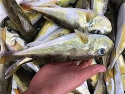 Loại cá chứa độc tố đáng sợ gấp 275 lần xyanua: Nhiều người Việt vẫn chủ quan bắt về ăn