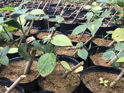 Loại cây mọc dại ở Việt Nam đang được săn lùng: Các nhà khoa học đã tìm ra tác dụng quý