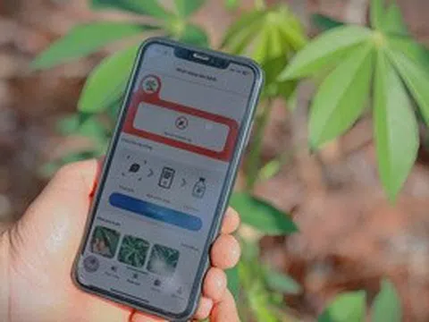 Dự án Khoai mì bền vững - ổn định năng suất và thu nhập cho người nông dân trồng mì