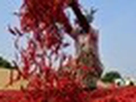 Không phải sầu riêng, loại quả trồng khắp Việt Nam là gia vị triệu đô của thế giới: Trung Quốc, Lào đua nhau mua, thu gần 50 triệu USD từ đầu năm