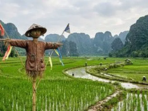 Vì sao bù nhìn trên đồng ruộng đánh lừa được các loài chim thông minh?