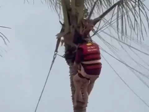 Thót tim 2 mẹ con bị gió cuốn, treo lơ lửng trên ngọn dừa khi chơi dù bay