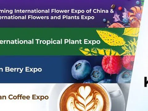 Xuất khẩu hoa của Vân Nam duy trì đà tăng trưởng mạnh mẽ trước thềm IFEX Kunming 2026