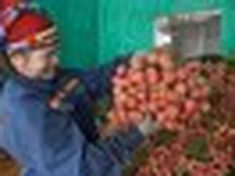Vải thiều Bắc Ninh mất mùa vẫn lập kỷ lục doanh thu hơn 7.200 tỷ đồng