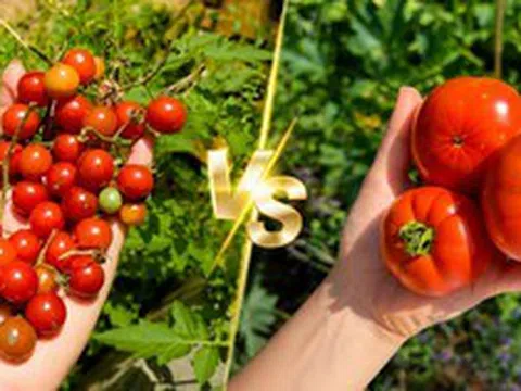 Cà chua bi và cà chua thường cái nào tốt hơn cho sức khỏe?