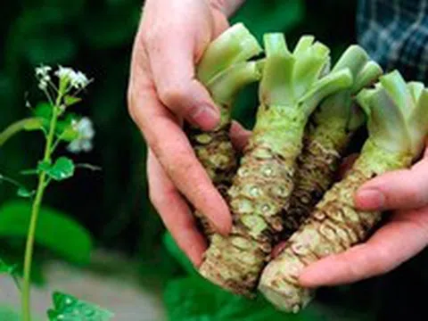 Loại củ đắt đỏ "bậc nhất thế giới", giá hơn 6 triệu đồng/kg, Việt Nam đã trồng thành công