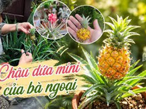 Chậu dứa mini của bà ngoại bất ngờ gây sốt mạng xã hội: Hơn 100.000 người cùng "xin vía" vì quá dễ thương, ai ngắm cũng thấy lòng dịu lại