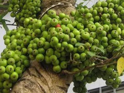 3 lý do vì sao nên trồng một cây sung trong vườn nhà