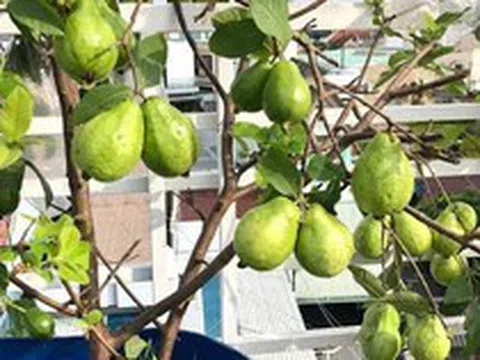 4 lý do vì sao nên trồng một cây ổi trong sân nhà