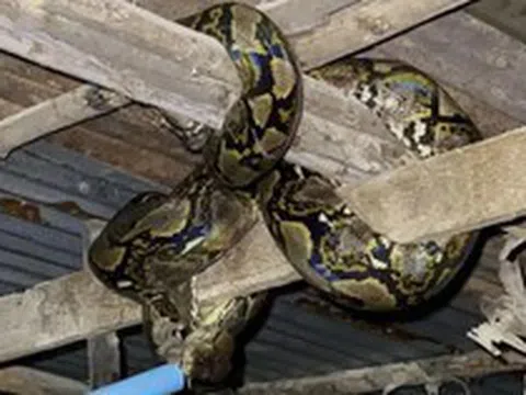 Nghe tiếng động trong chuồng gà, người đàn ông ra kiểm tra thì sốc nặng