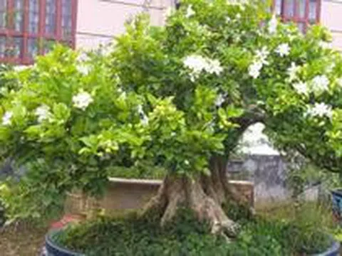 5 lý do nên trồng một cây nguyệt quế trước nhà