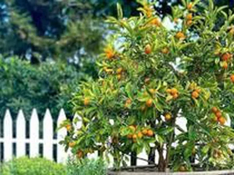 4 lý do vì sao nên trồng một cây quất trước cửa nhà