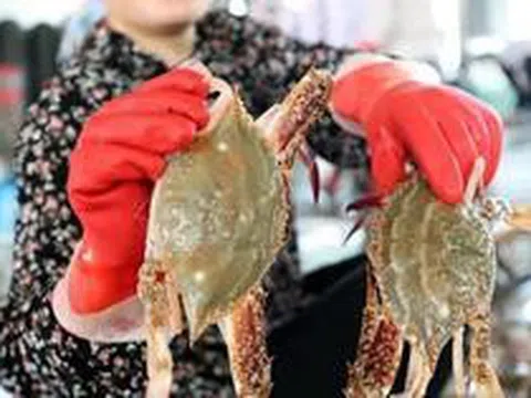 Người bán hải sản 20 năm nói thẳng: 5 loại cua có cho không cũng đừng lấy, chỉ người "dại" mới mua về